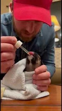 Rescuing an Abandoned Puppy | Emotional Pug Rescue Story