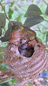Lily Feeding Her 4–5 Day Old Hummingbird Chicks 🐣 #babyhummingbirds #birds #nest #hummingbirds