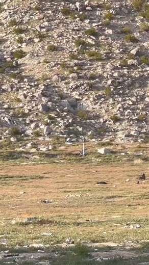 7.7K views · 190 reactions | Huge Firework Rockets & Shells! #fireworks #firework #feuerwerk #fuegosartificiales #fogosdearti | Firework Show | Facebook