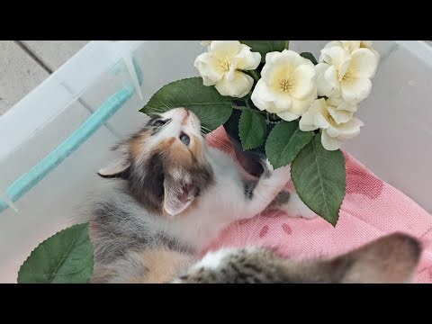 Time Machine Cats !!!! Longest Daily Cat's Story