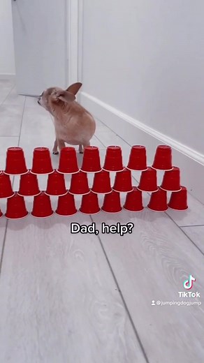 Dad help? 🤣 so cute 🥰 #dog #dogsoftiktok #ibelieveicanfly #jump #fyp #viral #foryou
