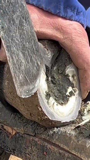 Giant Donkey Hooves Get Perfectly Trimmed! 🔥 #shorts #hoof #horse #animals