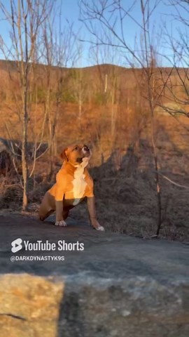 Rate this adorable puppy on a scale of one to ten