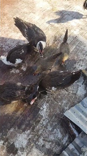 Cute Chinese Goose & Wild Chicken 🐓🦢 | Viral Animal Video#amazing