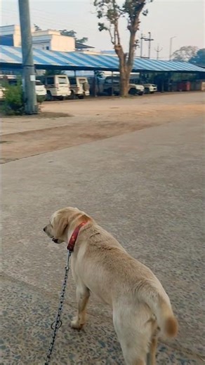 Arz kiya hai🩷🌸🐕 #dog #golden labrador #walking #shorts #cute Animal