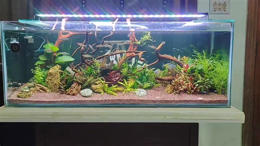 🌿🐠 Finally Revealed! My Planted Eco-System Fish Tank! 🐠🌿 I’ve been keeping this a secret for a while, but the wait is over! 😍 Dive into the lush world of my Planted Eco-System Fish Tank and see nature come alive right at home. 🎥 The Making of This Tank is Coming Soon! Watch the full journey at 👉 https://www.youtube.com/@Fin-TasticAquarium By M Haris Usmani #PlantedTank #EcoSystemAquarium #Aquascaping #FishTankLovers #AquariumLife #NatureInTank #FinTasticAquarium #MHarisUsmani #AquariumSet