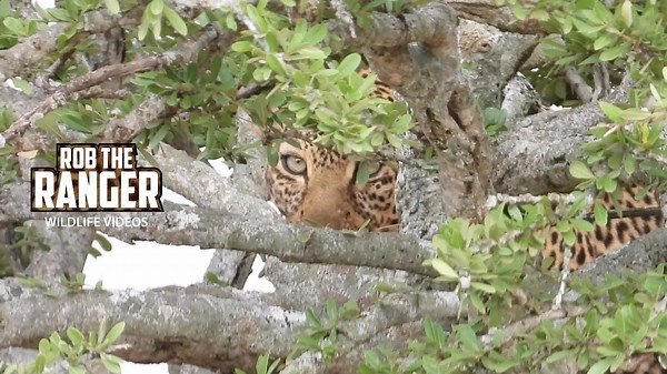 You Won't Want to Miss This Stunning Leopard Sighting