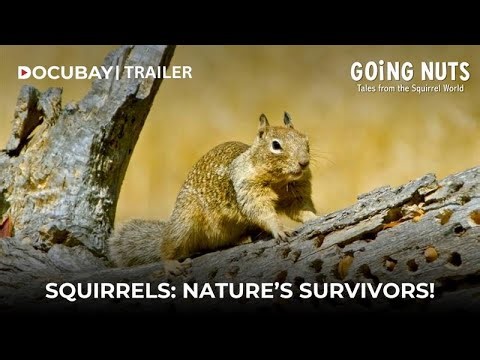 Squirrels: Masters of Survival |Documentary | STREAM NOW!
