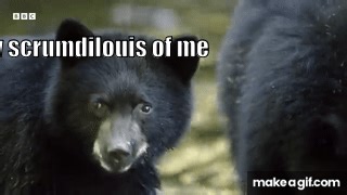 Inside the World of Bears | BBC Earth on Make a GIF