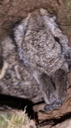 Pulling one out #ferreting #rabbiting #huntinguk #lurcher #workinglurcher