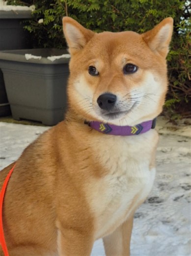 Snow Fight Fun with Maki the Shiba Inu