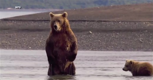 Trapping and snaring of wolves ruling stands to protect grizzly bears in Idaho