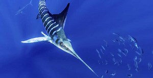 HOW MARINE PREDATORS FIND FOOD HOT SPOTS IN OPEN OCEAN ‘DESERTS’