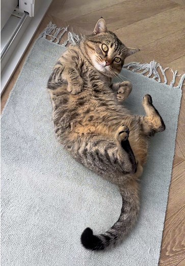 Nombres Creativos para Gatos: ¡Encuentra el Perfecto!