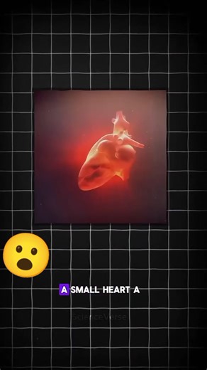 5.2K views · 70 reactions | Why Only Rats Are Mostly Used In Experiments? #science #facts #rats #experiment #fblifestyle #reelsvideoシ | Sci-Facts | Facebook