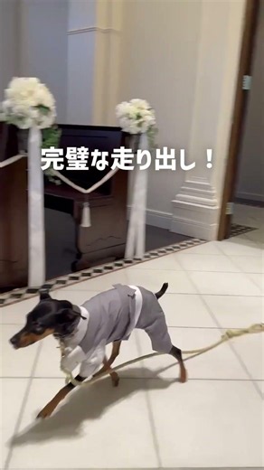 2匹だけで登場？！完璧リングdogs🐶#結婚式 #shorts