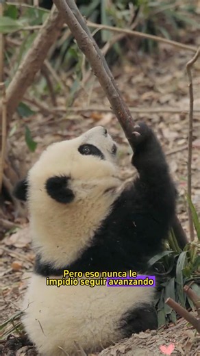 This giant panda couldn't walk... but he never gave up trying.
