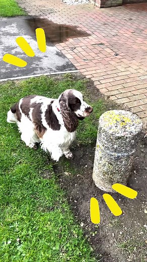 155K views · 791 reactions | This pup has got some moves! 藍 | Try Not to Laugh | Facebook