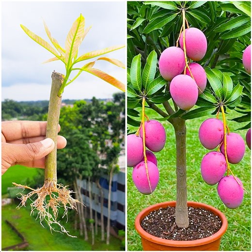 12K views · 356 reactions | Learn how to grow mango tree from stem | 100% success tips & tricks | DIY IndoorGarden | Facebook