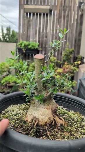 Bonsai Origin Story - Japanese Holly begins training 🏋️