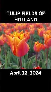 Tulip Fields of Holland - april 23, 2025