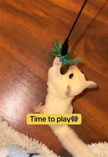 Hand-Taming a Sugar Glider: A Step-by-Step Guide