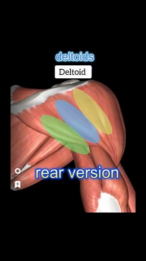 #Deltoid_muscle #painrelief Stretching exercises #technique #fbreelsfypシ゚viralシ #StarSender #highlightseveryone #fbpost2025シ #starseverywhereシ #highlight #everyonefollowers #reelsfypシ #follower #everyone #letsgo #LetsGrowTogether #exercise #physiotherapy | M.R Physiotherapy and Rehabilitation Center