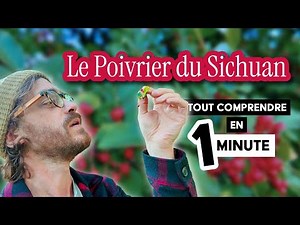 Le Poivrier du Sichuan - Tout comprendre en 1 minute