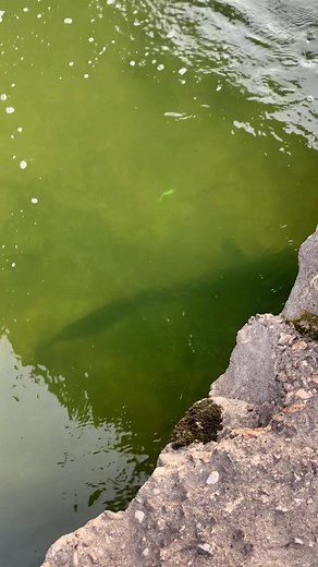 🎣Fishing in France 🇫🇷 #fishing.France #рыбалкавофранции #lapêche