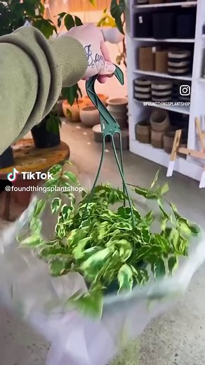 So many fun new varieties & colors in the shop this week. It might be cold and dnowy, but the shop is warm and full of new life- stop in and see for yourself, at the #foundthingsplantshop 🌱🌱🌱 #sensitiveplant #plantshop #plantsoftiktok #planttiktok #houseplantsoftiktok #plantTok #plantshopping #plantlover #plantmom #plantcollectors #houseplantclub #houseplantlover #succulents #aroids #cactus