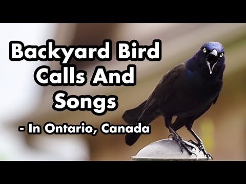 Backyard Bird Calls And Songs #2 - In Ontario - Bird Sounds and Chirps - Wild Bird Video Compilation