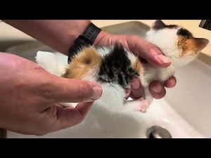 How to Stimulate a Kitten to Pee and Poo #foster #kitty