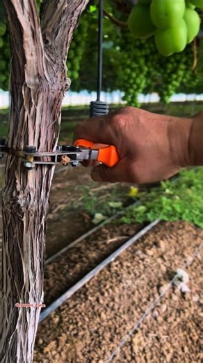 grapes farming techniques tree #satisfying #grapepruning #shorts