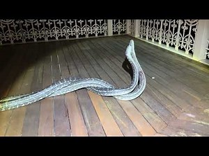 Pythons Fight In Front of Queensland Home