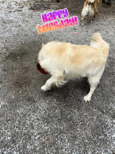 Tuesday fun 🤩😍🐶 #TheDogHouseDoggieDaycare #dogdaycare #fyp #dogsoftiktok #tuesday