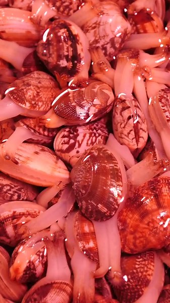 fresh seafood eels at chinese wet market