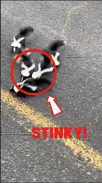 What Makes Skunks the Funniest Animals 🦨 | 3 skunk facts you didn’t know! 🦨 #shorts