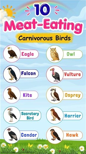 10 Meat-Eating Birds (Carnivorous Birds) | Birds Names for Kids #kidslearningvideo