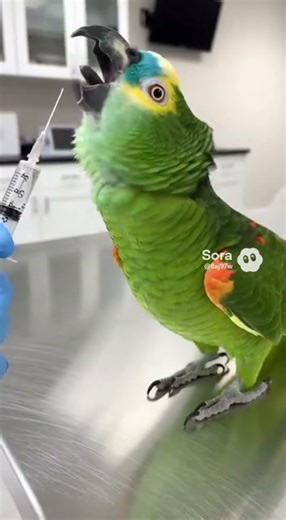 The Most Dramatic Parrot Ever! 🦜💊 #parrot