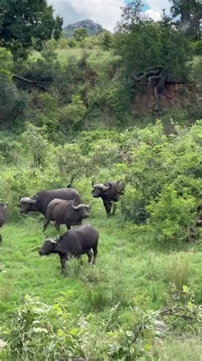 Cape Buffaloes Mating Season in Kruger National Park