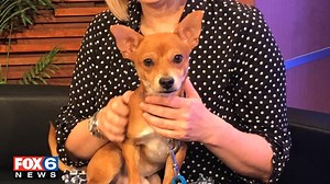 Meet Cody, a 1-year-old dog available for adoption at the Wisconsin Humane Society Ozaukee Campus. Angelica Duria has the details. | FOX6 News Milwaukee