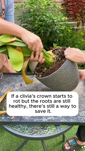 Tips to help Clivia grow more branches #backyardgardening #gardeninglife #vegetablegardening #vegetablegarden #gardeningtips | Home Gardening