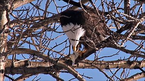 All About Bald Eagles for Kids: Animal Videos for Children - FreeSchool