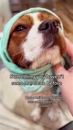 Dog Grooming Tips: Whitening Dog Shampoo for King Charles Cavalier