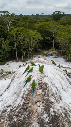 Macau parrot on a salt lick in the Amazon rainforest