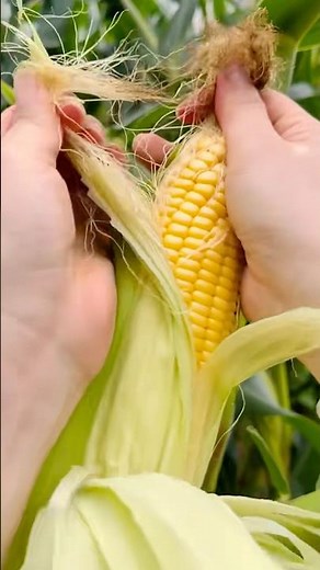 Efficient Corn Shelling: How to Easily Remove Kernels from the Cob #satisfying ‪@MNnhattech‬