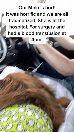 We are so traumatized. The police were horrible and hung up on us. My husband has bite marks on his hands and fell back and hit his head trying to get the GSD off Moki. This dog has killed another dog 1year ago and 2 other dogs were attacked and needed surgery AND Nothing was done!! #dogsofttiktok #grumpymoki #foryourpage #policesuck #justiceformoki #justicefordogs🐕