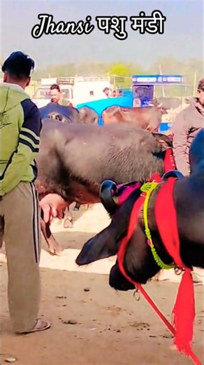 Jhansi pashu mandi #दूधउत्पादक #shorts #trending #animal #buffalo #youtube #dairyfarming#pashumandi