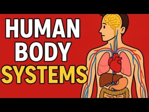 Human Body Systems Explained Simply