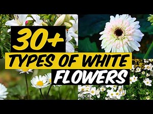 30+ Types of White Flowers - The Planet of Greens